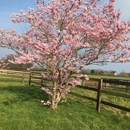 B&B Haras De La Cour Fleury Saint-Michel-de-Livet Екстериор снимка